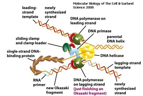 catatan biomedis: Pengertian Replikasi DNA (DNA Replication Part I)