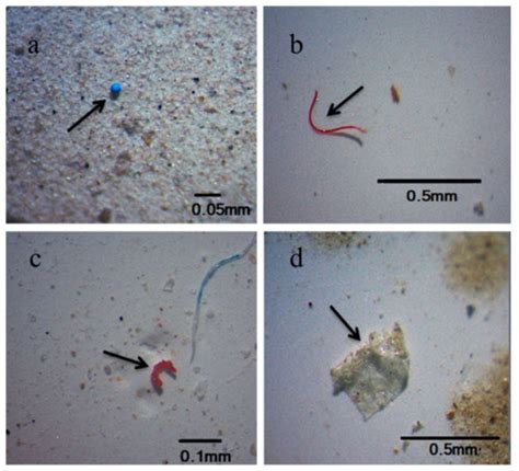 Ijerph Free Full Text Occurrence Of Microplastics In Tap And Bottled Water Current Knowledge