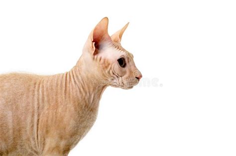 163 Pink Cat Breed Sphynx Naked Cat Isolated White Stock Photos Free Royalty Free Stock