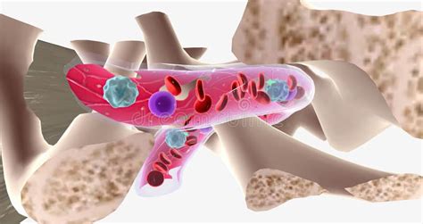 The Major Function of Bone Marrow is To Produce Blood Cells Stock ...