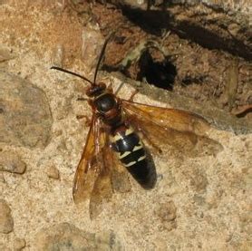 Cicada killer vs European hornet identification | Walter Reeves: The Georgia Gardener