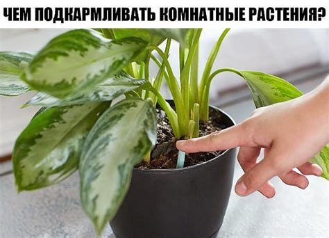 Чем подкармливать комнатные растения?