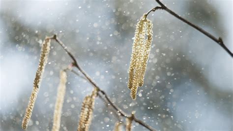 pollen count today chicago 5