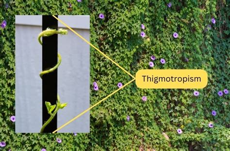 Types Of Tropism In Plants: Examples And Mechanism (2025)