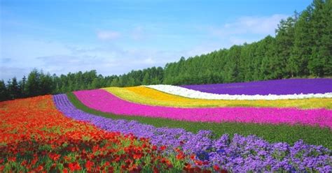 When To See Blooming Flowers In Hokkaido Experience Niseko