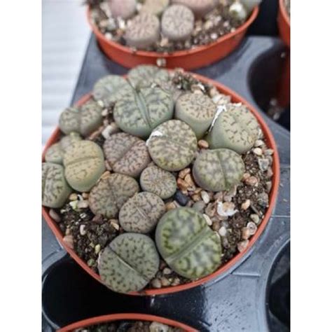 Живи Кмъчета (микс) от Plants.bg с отлична цена