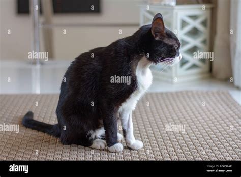 Sick Black And White Cat In The Living Room Stock Photo Alamy