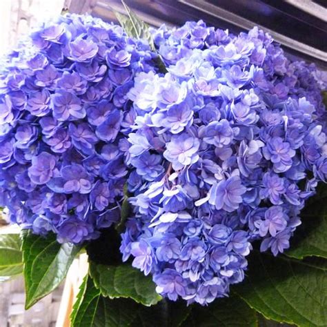 Гортензия крупнолистная Ю энд Ми Тугезе Блю "You and Me Together Blue ...