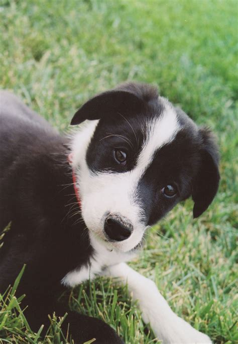Border Collie Short Hair Mix Dopi
