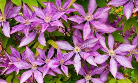 3 мифа о клематисе | В цветнике (Огород.ru)