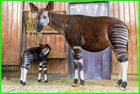 Flora Dan Fauna Di Benua Amerika 2021