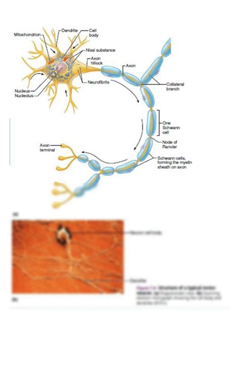 Chapter 36 The Nervous System Glencoe 5