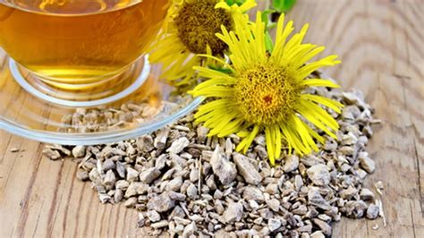 Какими целебными свойствами обладает КОРЕНЬ ДЕВЯСИЛА? - YouTube