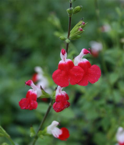 Salvia Microphylla Hot Lips