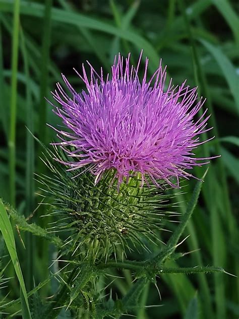 Thistle Nature Plant Free Photo On Pixabay