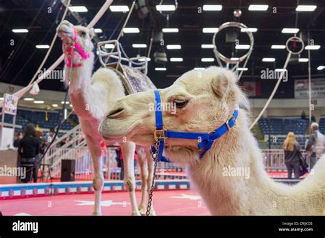 Flint Michigan Camels Before A Performance Of The Shrine Circus