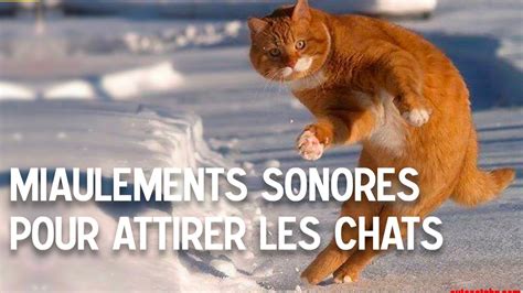 Miaulement de chat pour faire réagir un chat YouTube