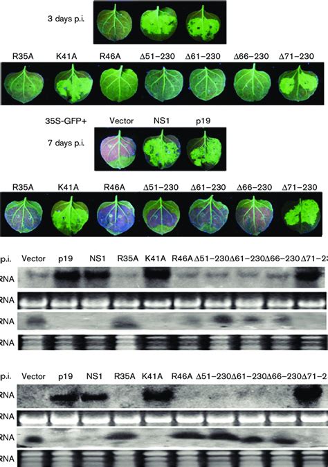 Suppression Activity Of Single Alanine Substitution Mutants And