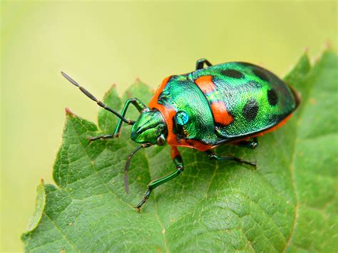 bugs xazizxk