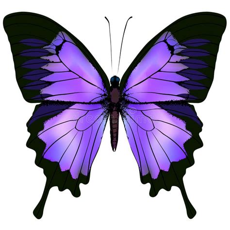 Butterfly Vector Illustration Of Beautiful Pink And Purple Color Stock Vector Illustration Of