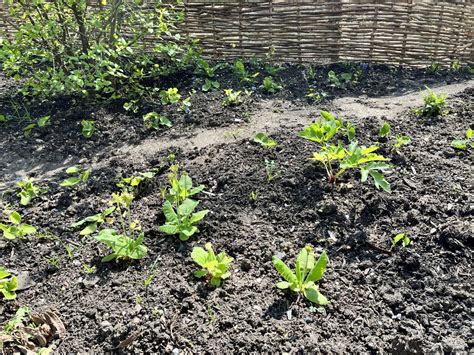 Healing Garden - Garden Museum