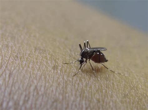 Mosquito Sex Determining Gene Could Help Fight Dengue Fever Taazakhabar News