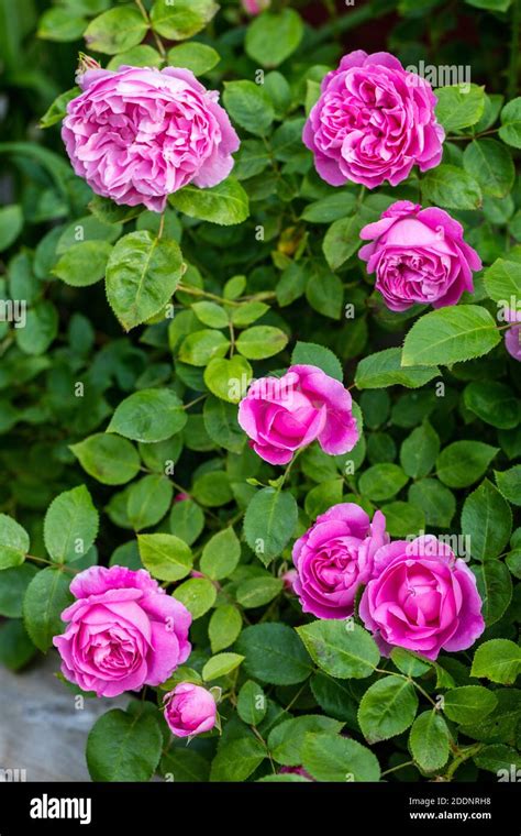 Ausmary Rose Hi Res Stock Photography And Images Alamy