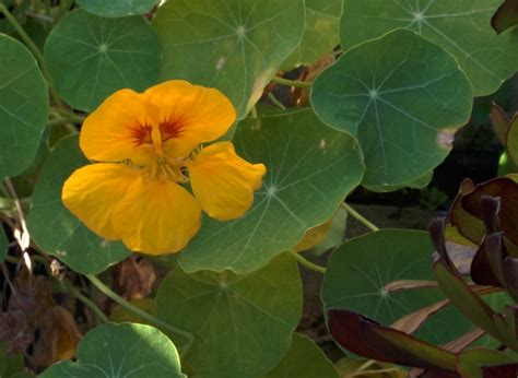 Nasturtium – Christmas 2016 – Sunnyvale-Garden