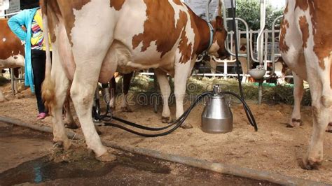 Automated Milking Machine Attached To A Dairy Cow S Udder Close Up