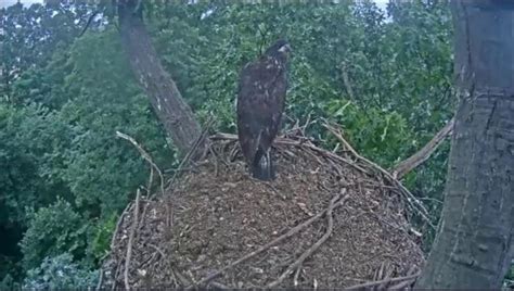 Looking back at the highlights of the Hanover bald eagle cam in 2017