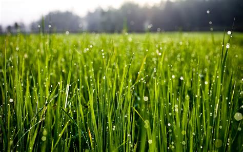 Macro Grass Water Drops Nature Wallpapers Hd Desktop And Mobile