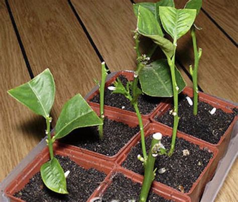 Магнолия: способы размножения аристократического кустарника