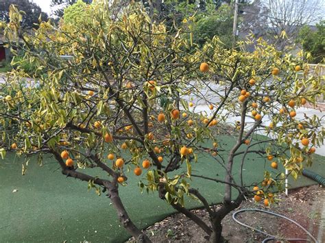 Mature Outdoor Meyer Lemon Tree Dying Help ID What S Wrong