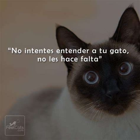 Frases De Gatos Graciosas Y Bonitas Con Imágenes Feelcats