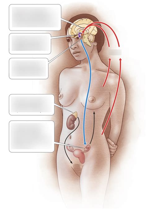 Chapters Lesson Sexuality Across The Lifespan Diagram