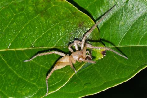 Yellow Sac Spider Control Omnis Pest Control
