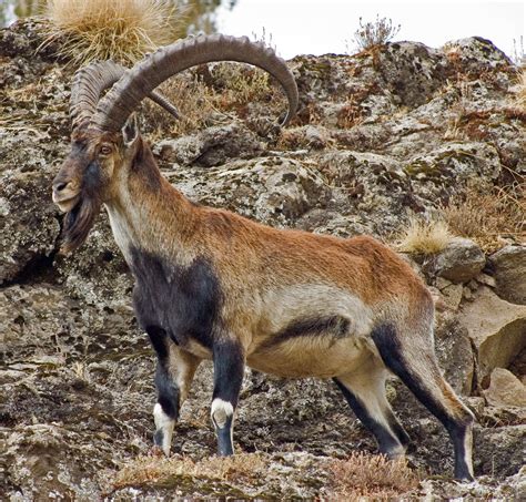 Walia Ibex | Christof | Flickr