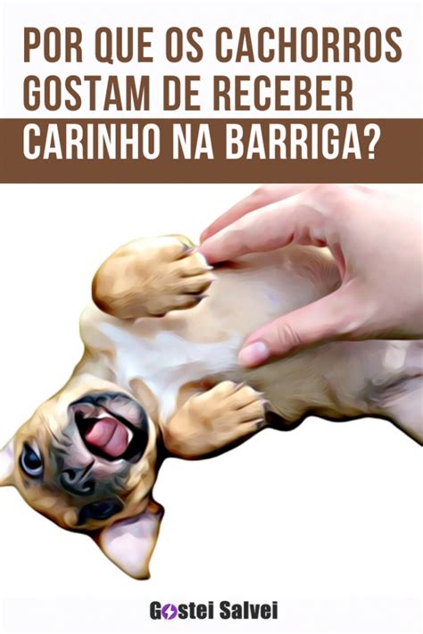 Por Que Os Cachorros Gostam De Receber Carinho Na Barriga