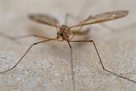 Mosquito Eaters Crane Fly