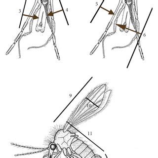 Life stages of Phlebotomus argentipes: (a) eggs, (b) L1 larva, (c) L2 ...