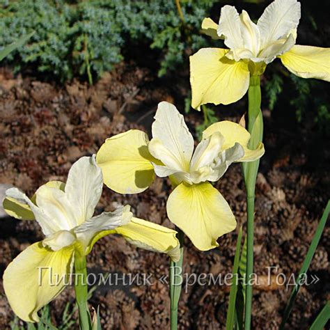 Iris sibirica 'Butter and Sugar' - Ирис сибирский 'Баттэ энд шугар ...