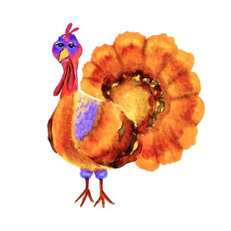 Premium Vector Watercolor Turkey Bird Drawing Thanksgiving Day