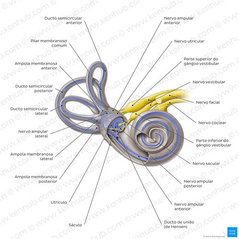 Ossos Do Ouvido Interno - Anatomia Dos Ossos Do Ouvido Interno