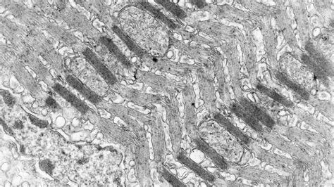 Muscle Fibres An Unexpected Organisation Revealed By Uliège Researchers
