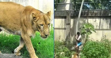 O Rapaz Que A Leoa Matou - Leoa que matou homem em zoológico de João Pessoa (PB) não será ...