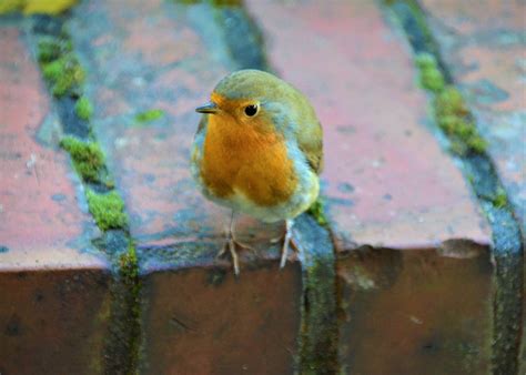 Robin Bird Sitting Free Photo On Pixabay Pixabay