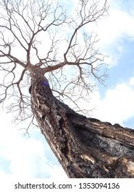 Naked Big Old Tree Stock Photo 1353094136 Shutterstock