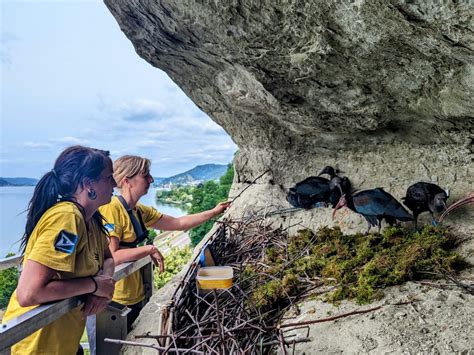 Nidiata Riuscita E Nuovo Nido Trasferito Waldrapp