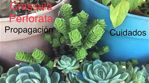 Crassula Perforata Cuidados Y Propagaci N Youtube