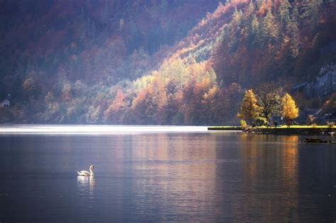 Premium Photo Swan Lake